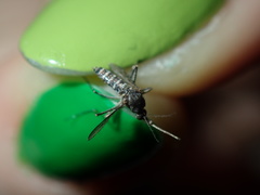 Aedes vigilax