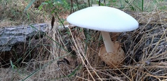 Volvariella