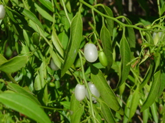 Vallesia glabra
