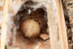 Anyphaena alboirrorata