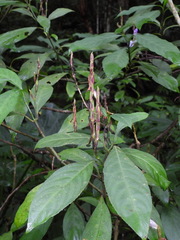 Strobilanthes longespicatus