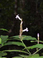 Strobilanthes longespicatus