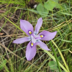 Moraea inclinata