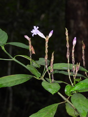Strobilanthes longespicatus