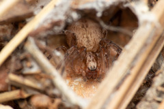 Anyphaena alboirrorata