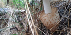 Volvariella