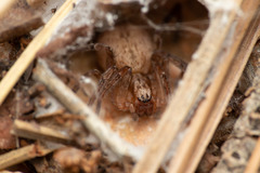 Anyphaena alboirrorata