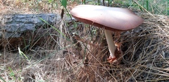 Volvariella