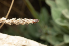 Dermacentor marginatus