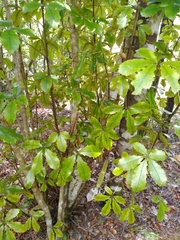 Pseudopanax discolor