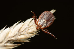 Dermacentor marginatus