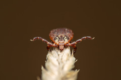 Dermacentor marginatus