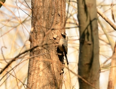 Aegithalos glaucogularis