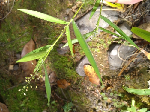 Image of Isachne globosa by (c) Leon Perrie, some rights reserved (CC BY)