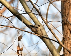 Aegithalos glaucogularis