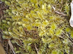 Pulchrinodus inflatus