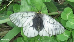 Parnassius stubbendorfii