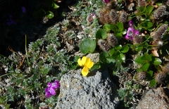 Viola crassa