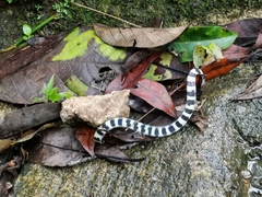 Calliophis intestinalis