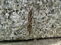 Tipula coquilletti