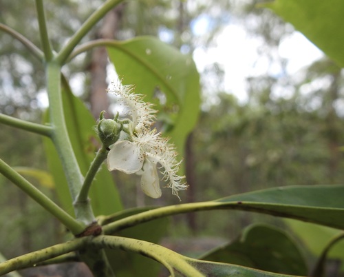 Lophostemon confertus