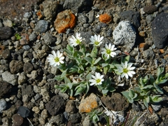 Stellaria eschscholtziana