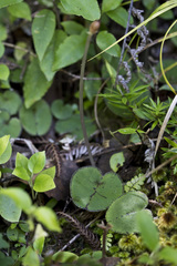 Corybas macranthus