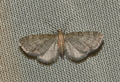 Eupithecia haworthiata
