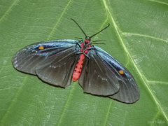 Pompelon marginata