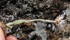 Helichrysum glaciale