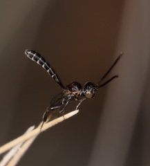 Pseudofoenus darwini