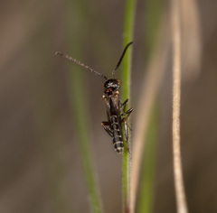 Pseudofoenus darwini