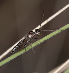 Pseudofoenus darwini