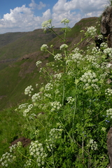 Conium fontanum