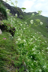 Conium fontanum