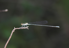 Aciagrion borneense