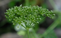Conium fontanum