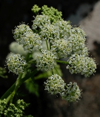 Conium fontanum