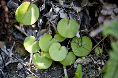 Corybas macranthus
