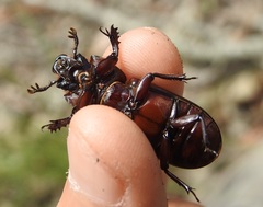 Aulacocyclus kaupii