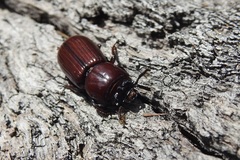 Aulacocyclus kaupii