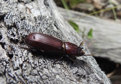 Aulacocyclus kaupii