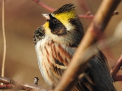 Emberiza elegans