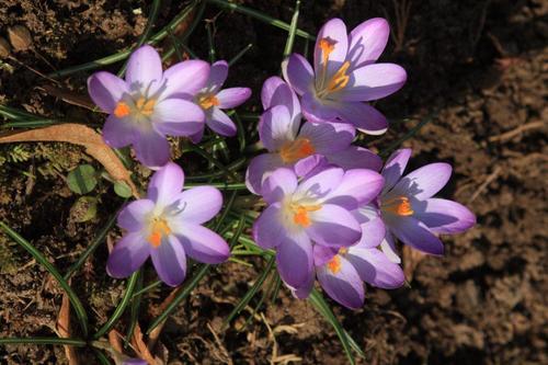 Crocus longiflorus Raf.