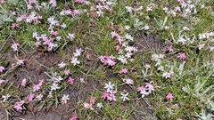 Rhodohypoxis
