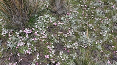 Rhodohypoxis