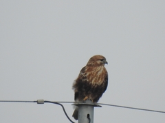 Buteo japonicus