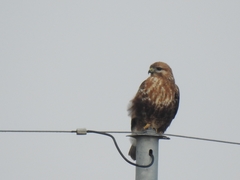 Buteo japonicus
