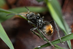 Polyrhachis vermiculosa