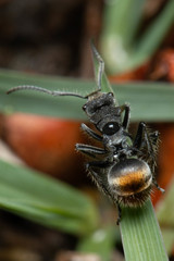 Polyrhachis vermiculosa